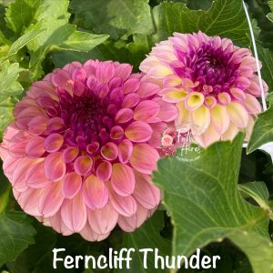 Ferncliff Thunder