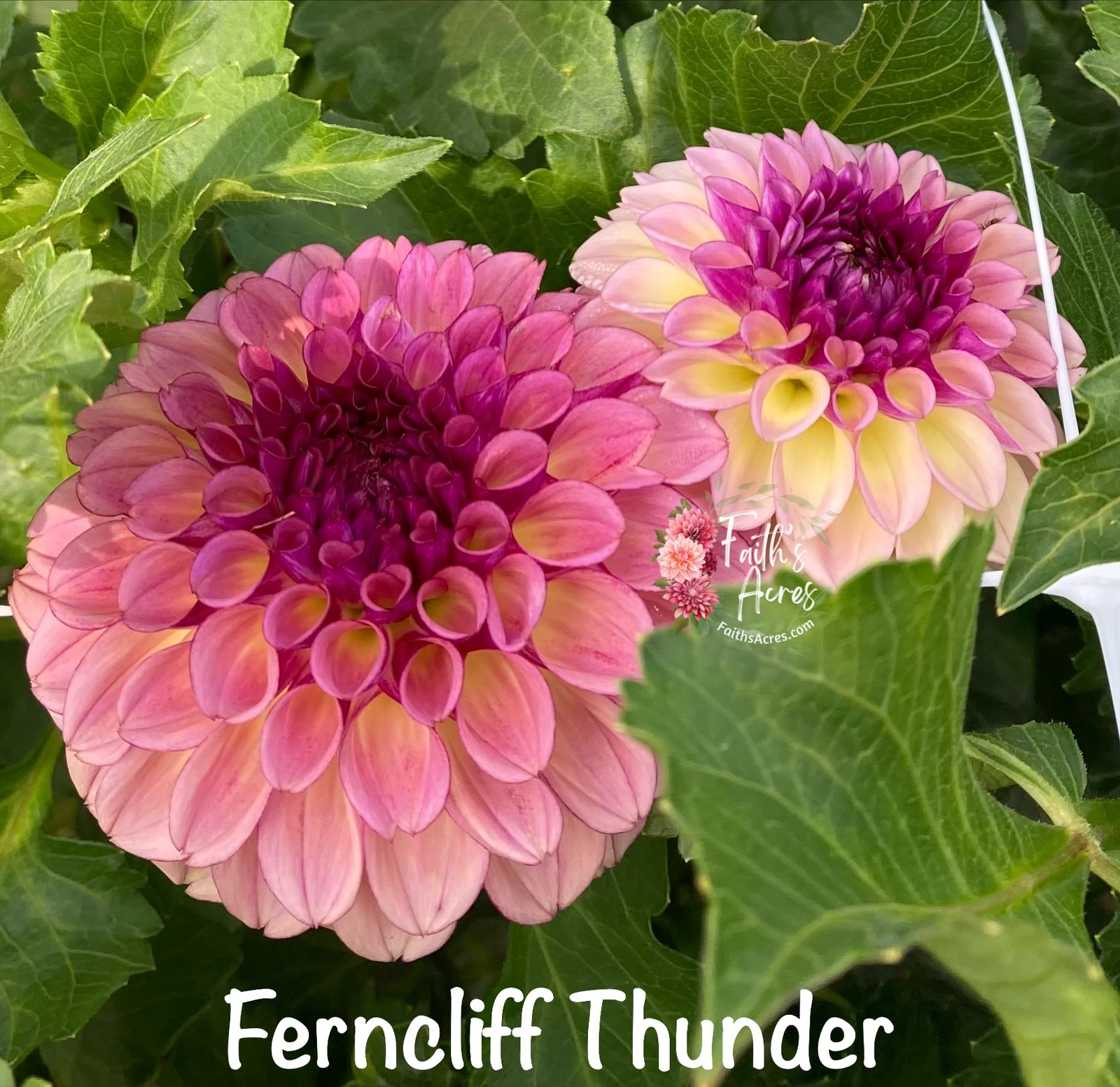 Ferncliff Thunder