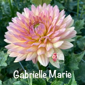 Gabrielle Marie