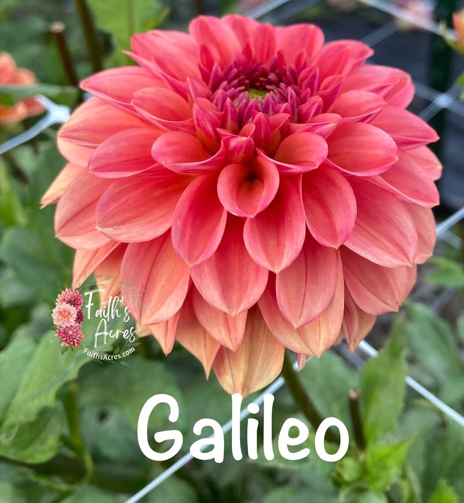 Galileo