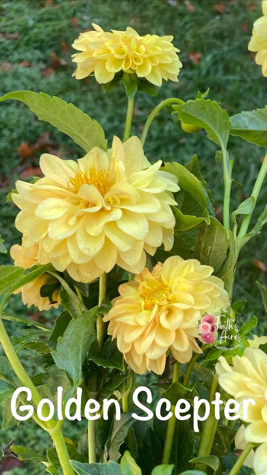 Golden Scepter - Image 2