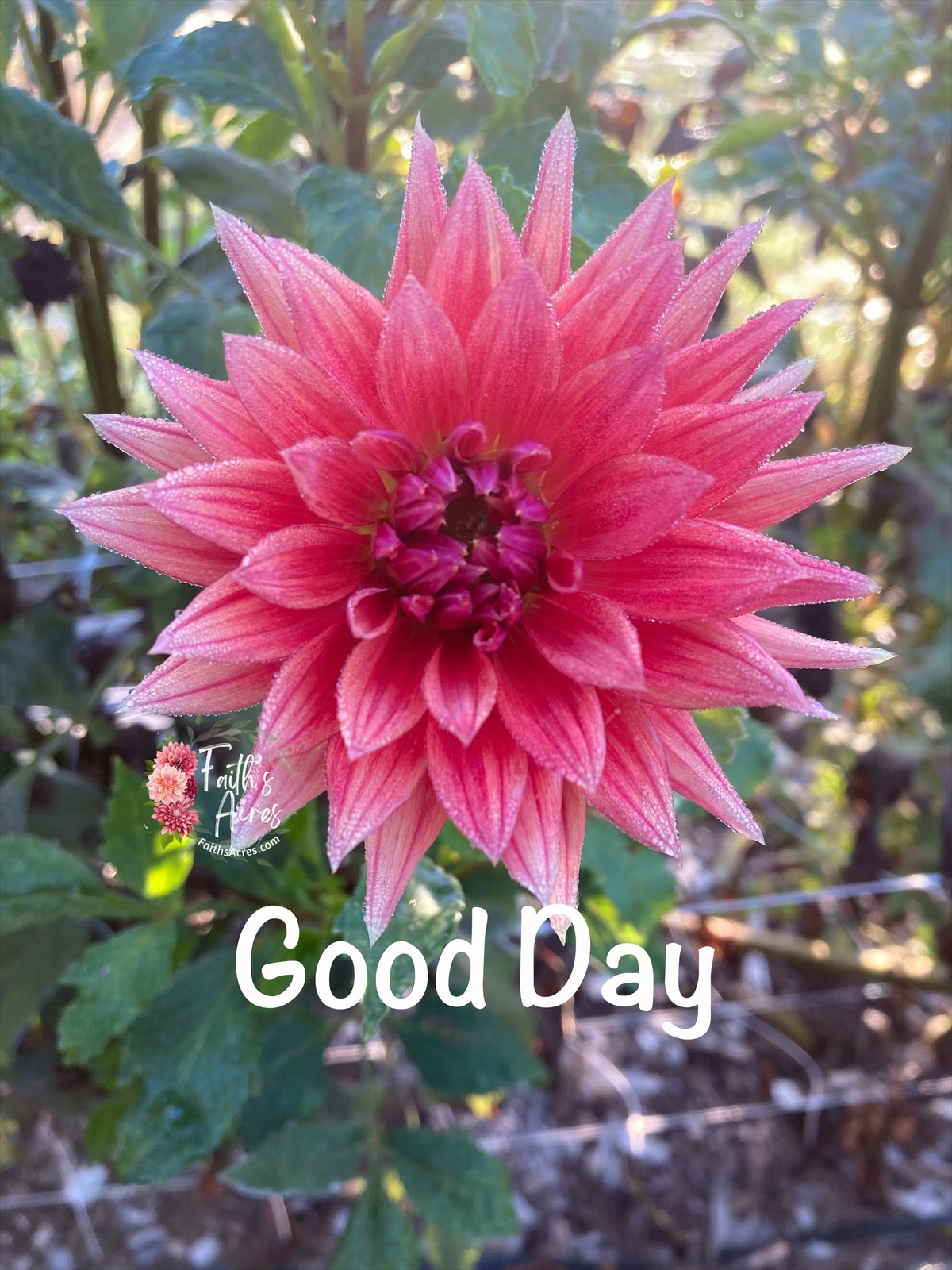 Good Day - Image 6