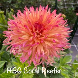 HBG Coral Reefer