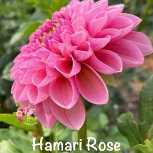 Hamari Rose