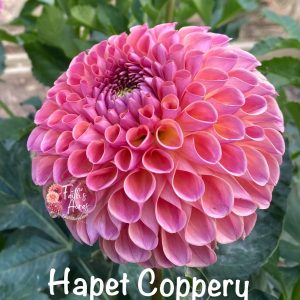 Hapet Coppery