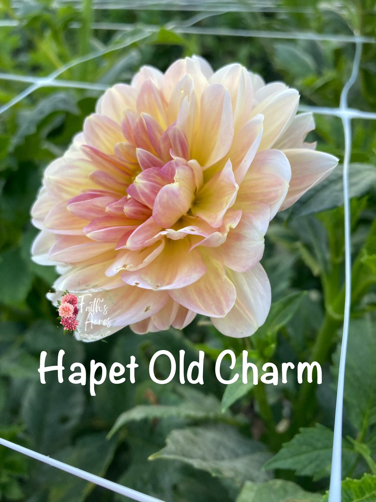 Hapet Old Charm - Image 4
