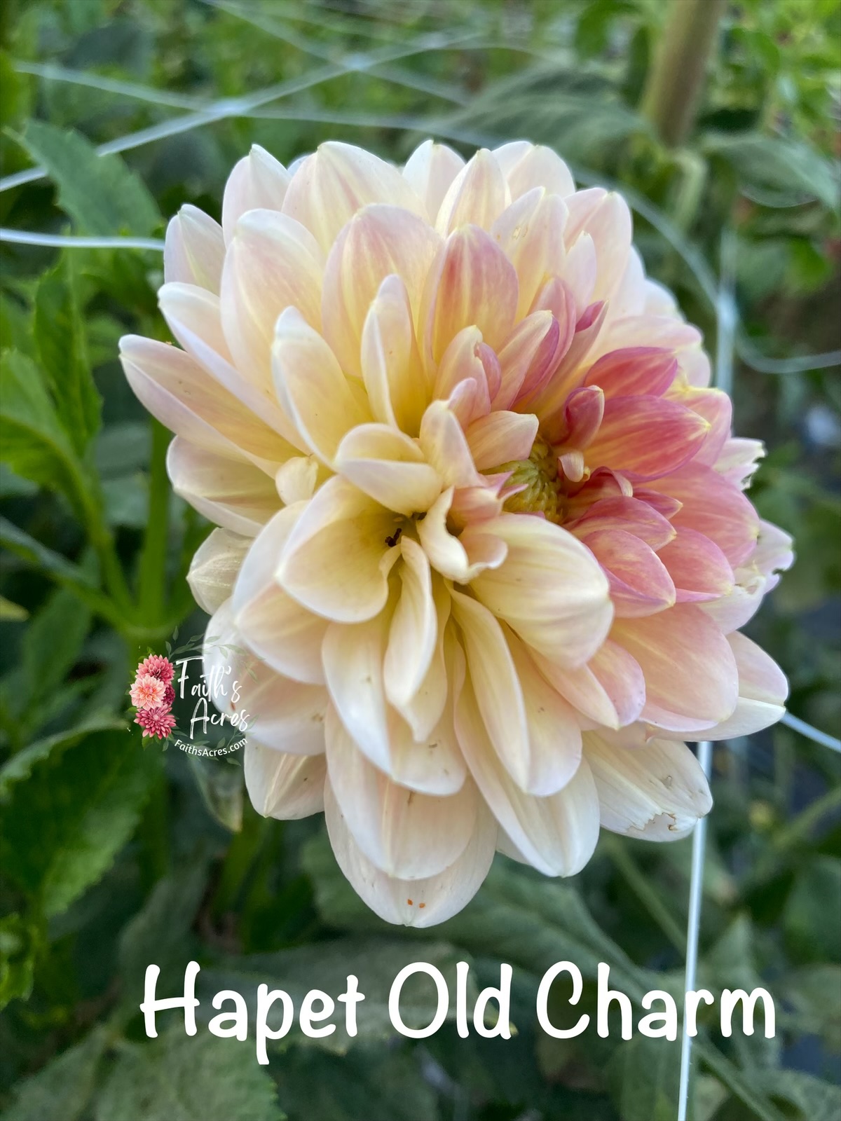 Hapet Old Charm - Image 3