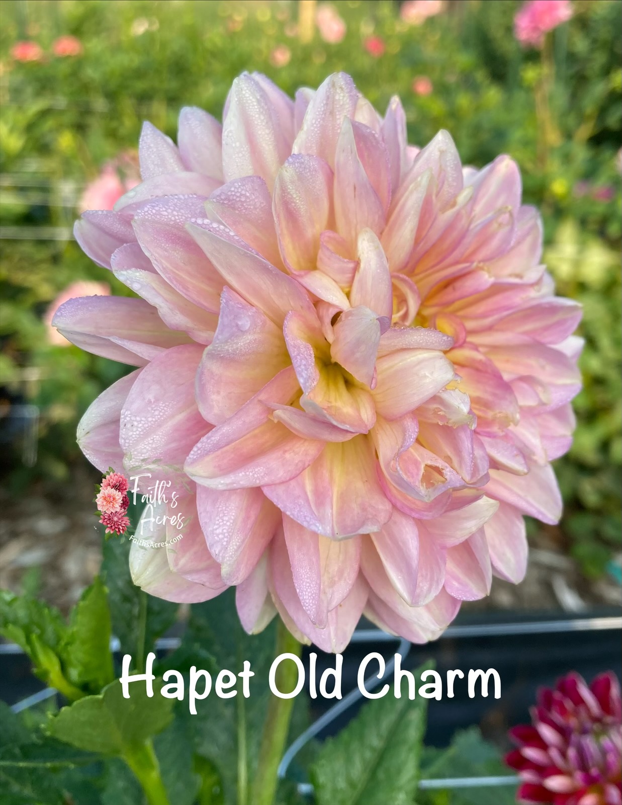 Hapet Old Charm - Image 2