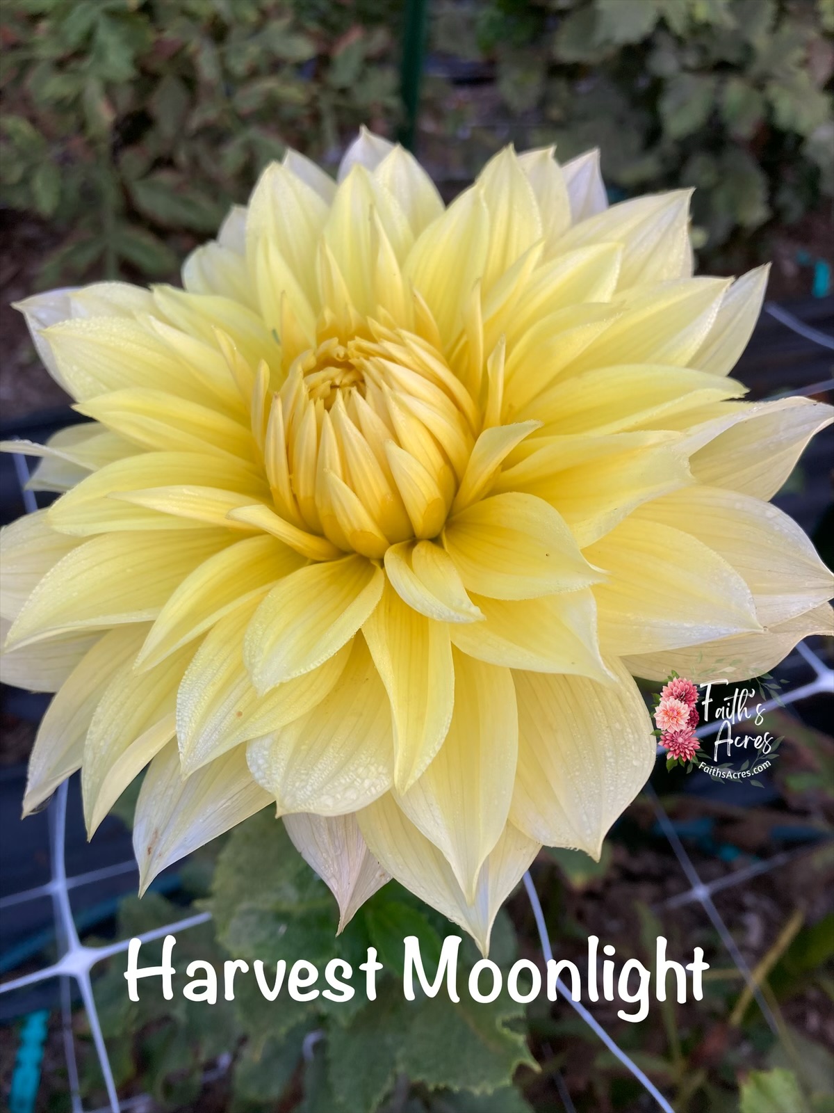 Harvest Moonlight - Image 2