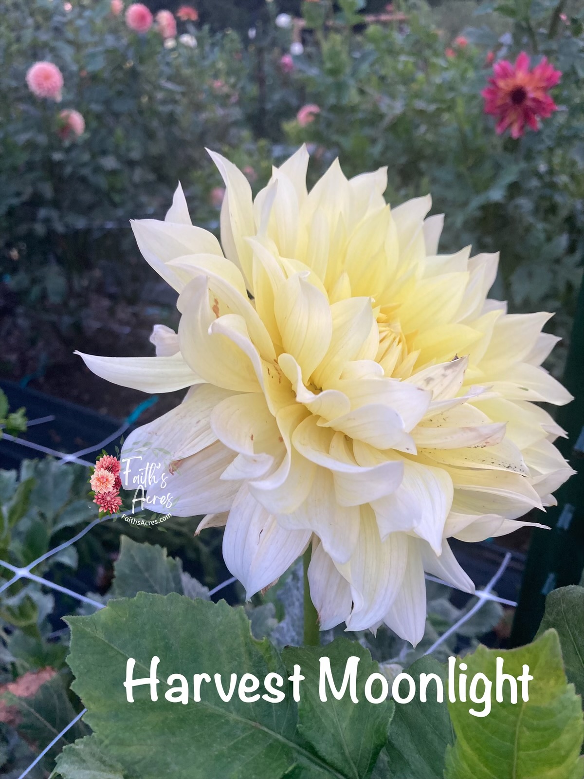 Harvest Moonlight - Image 3