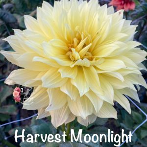 Harvest Moonlight