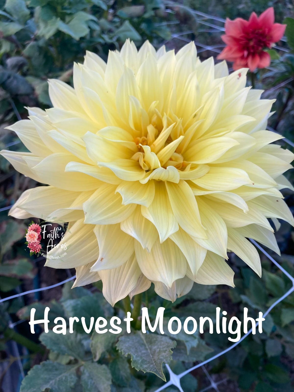 Harvest Moonlight