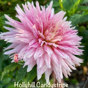 Hollyhill Candy Stripe-Makes tiny tubers