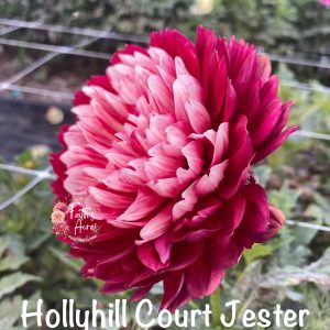 Hollyhill Court Jester