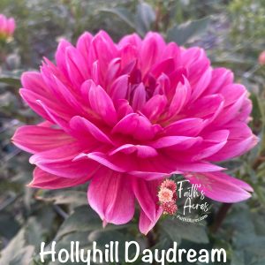 Hollyhill Daydream