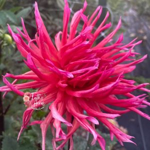 Hollyhill Margaritta