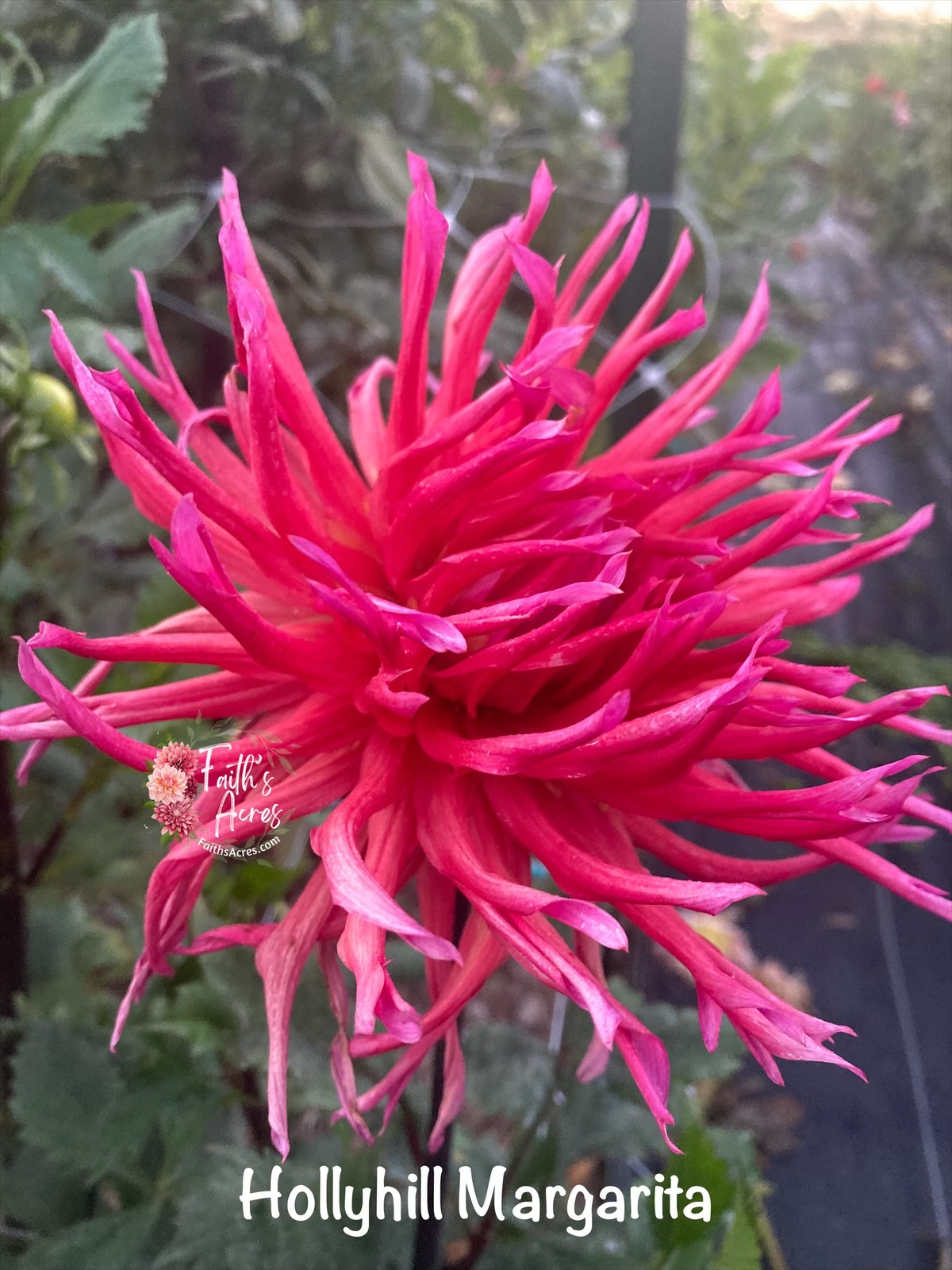 Hollyhill Margaritta