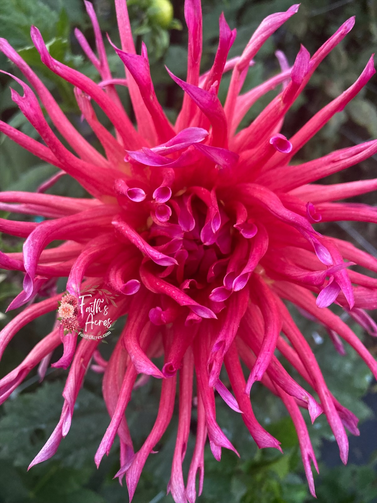 Hollyhill Margaritta - Image 2