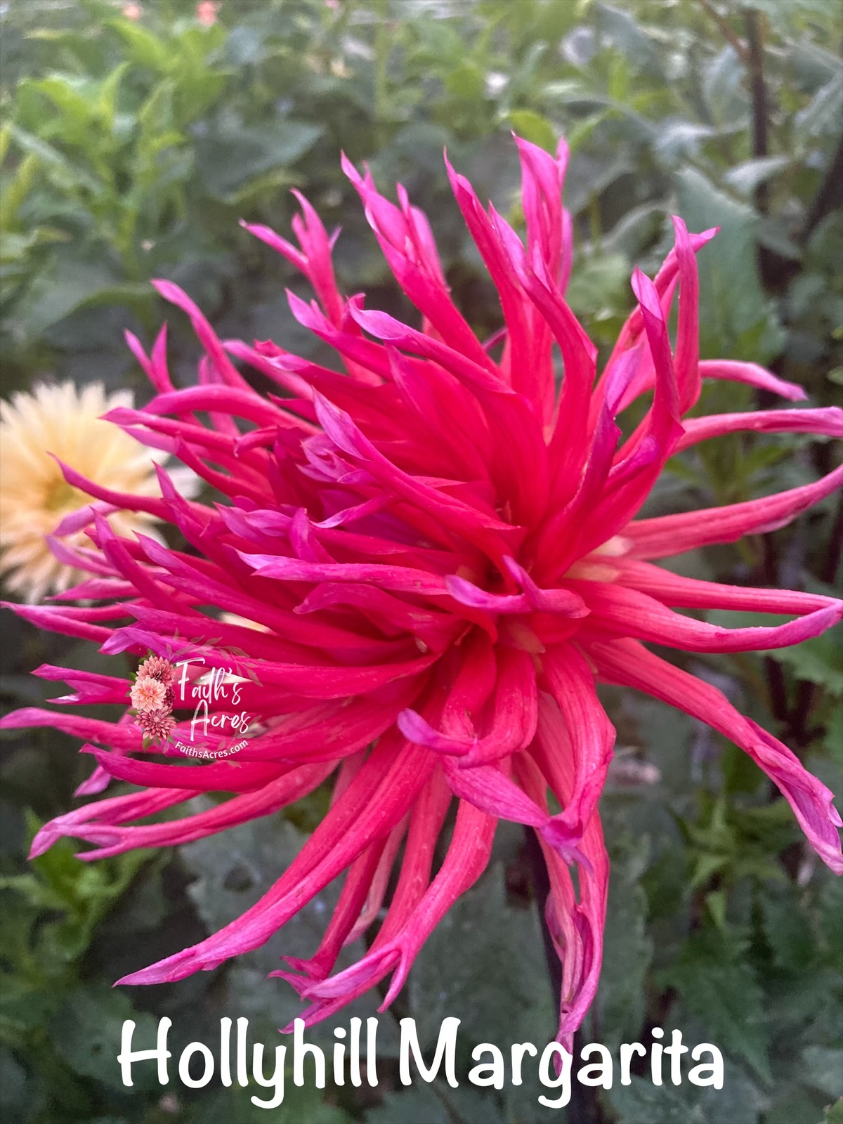 Hollyhill Margaritta - Image 3