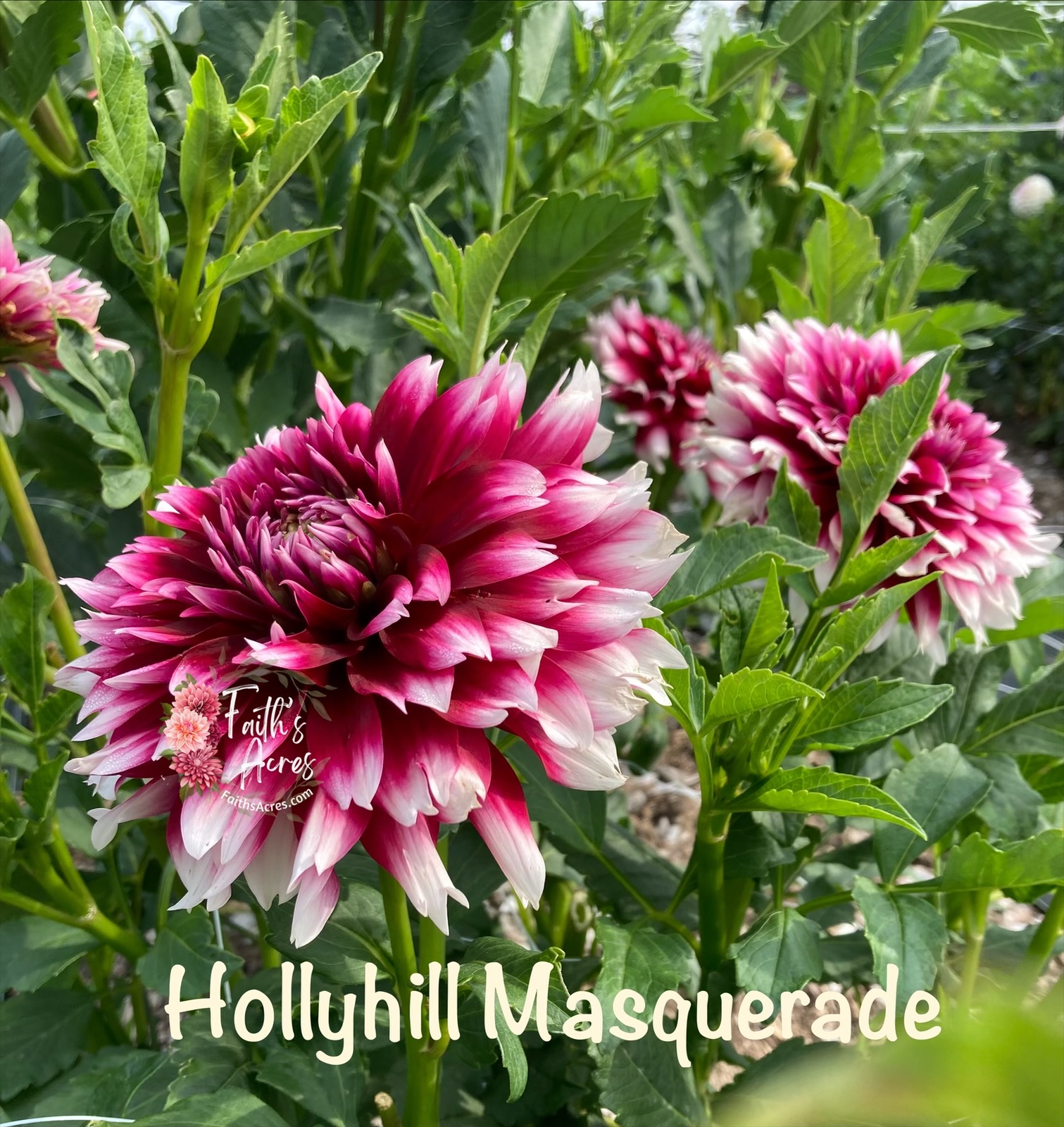 Hollyhill Masquerade READ DESCRIPTION - Image 2