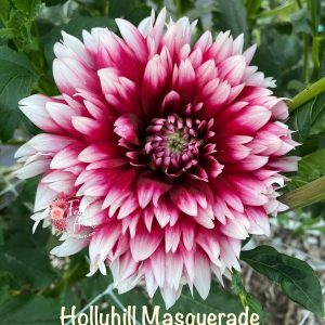 Hollyhill Masquerade READ DESCRIPTION