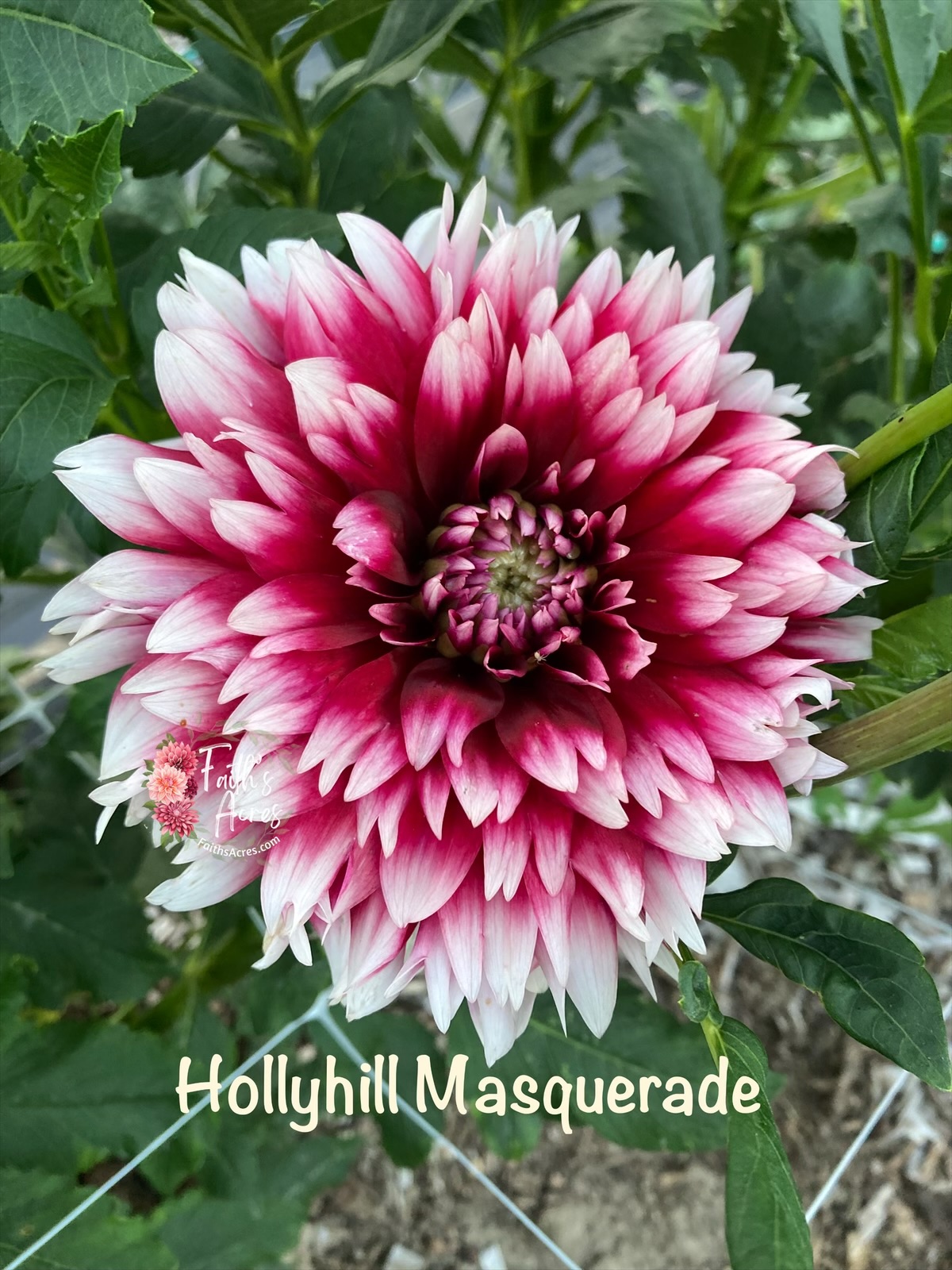 Hollyhill Masquerade READ DESCRIPTION