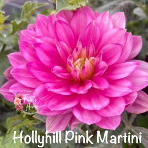 Hollyhill Pink Martini