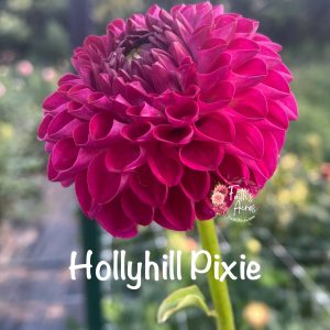 Hollyhill Pixie