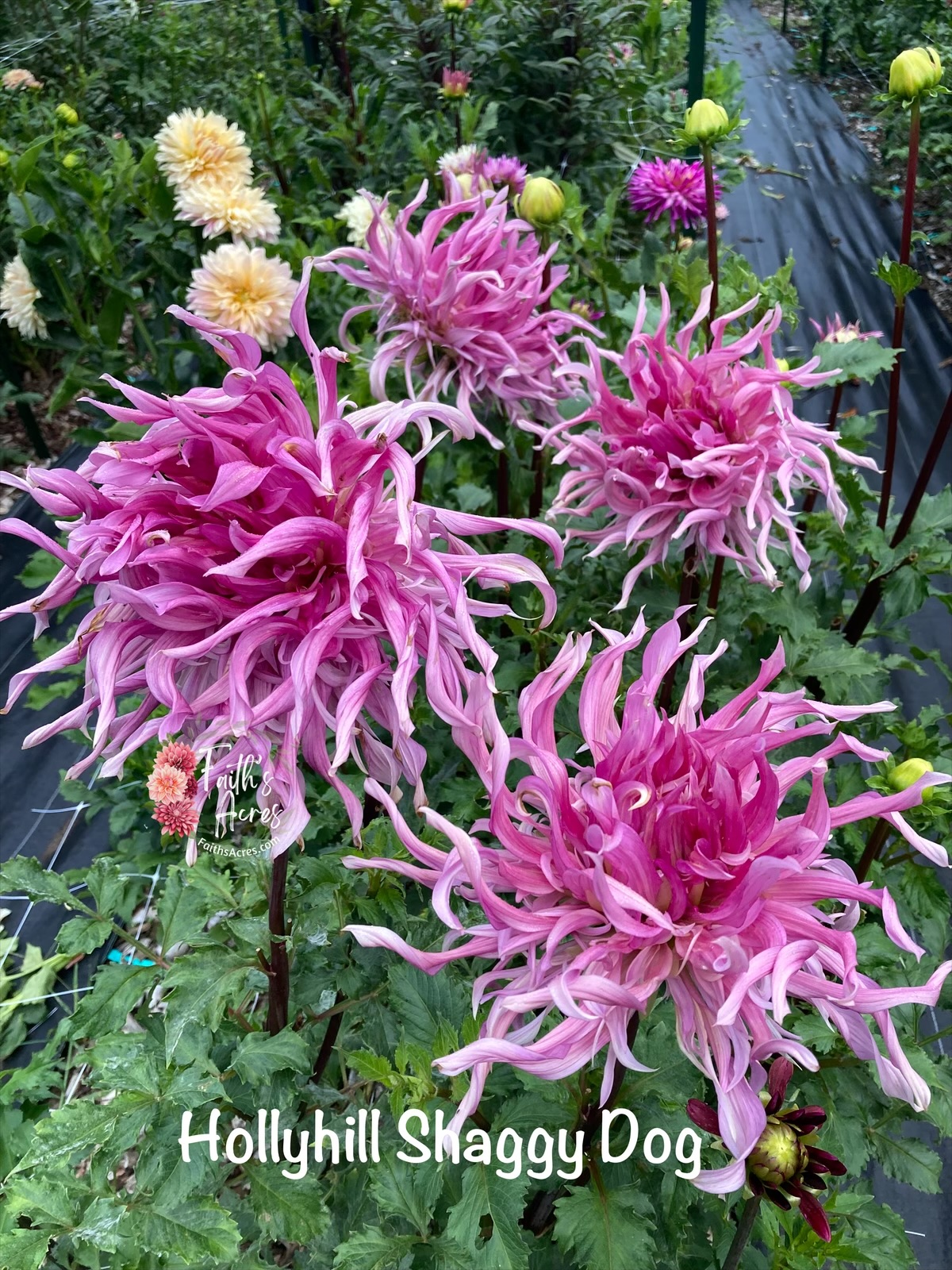 Hollyhill Shaggy Dog - Image 2