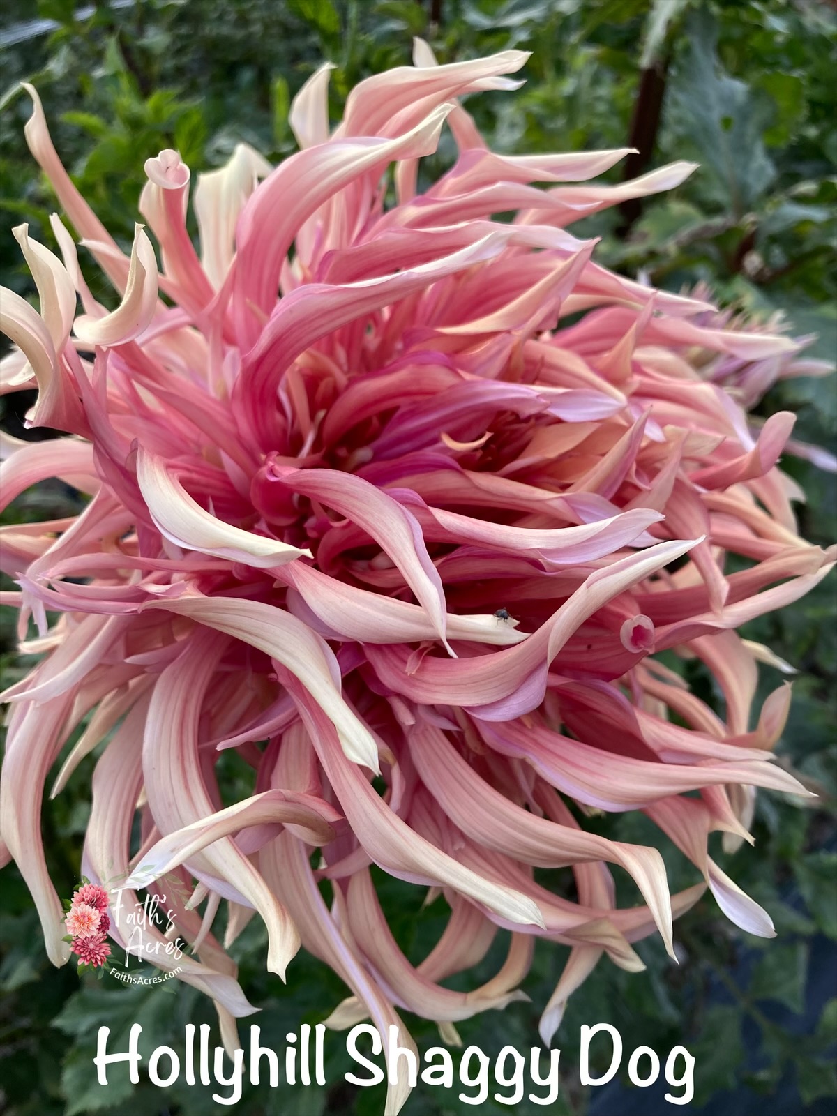 Hollyhill Shaggy Dog - Image 5