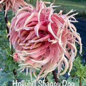 Hollyhill Shaggy Dog