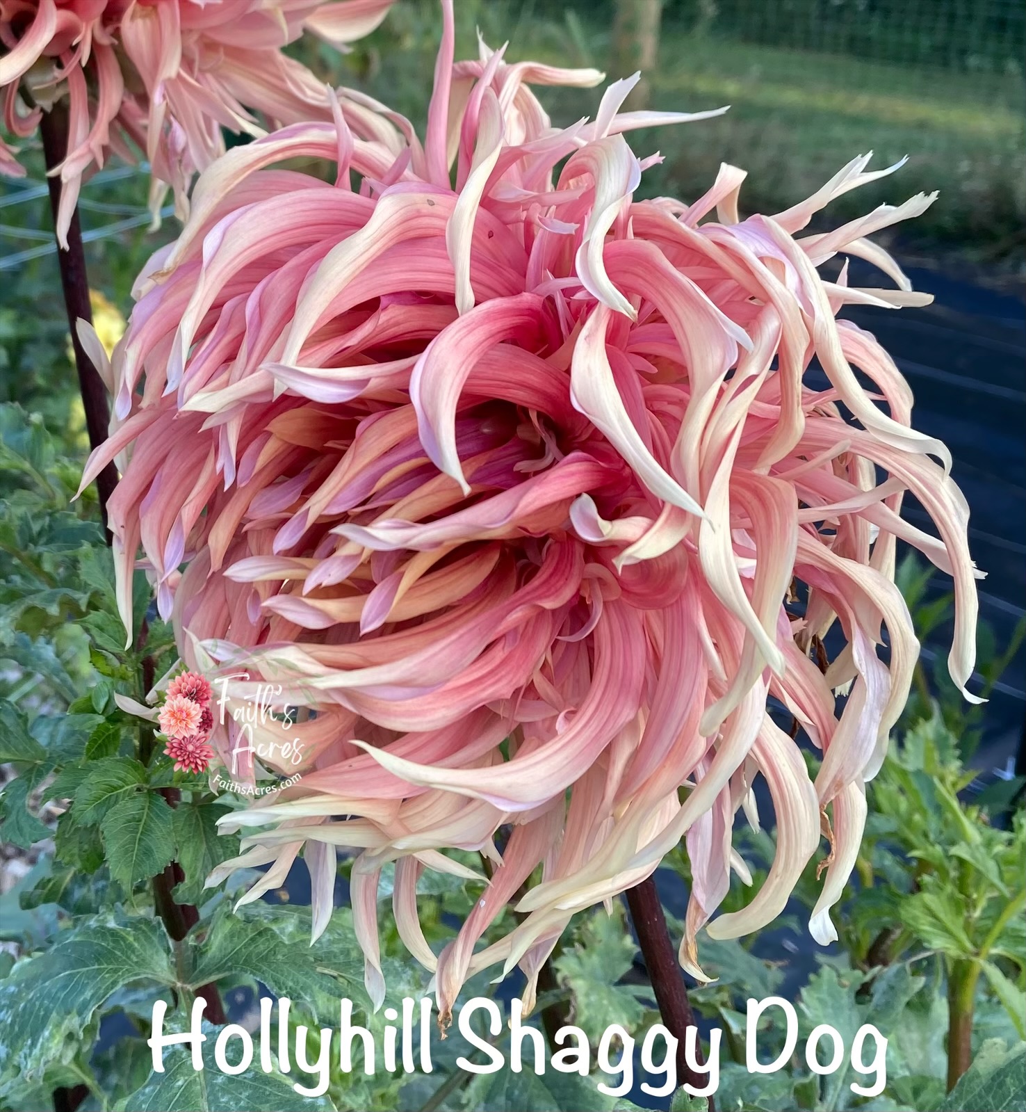Hollyhill Shaggy Dog
