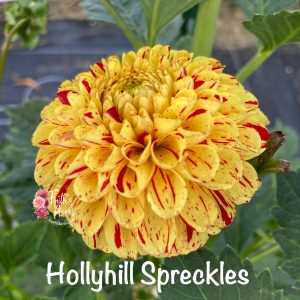 Hollyhill Spreckles