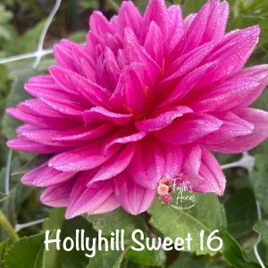 Hollyhill Sweet 16