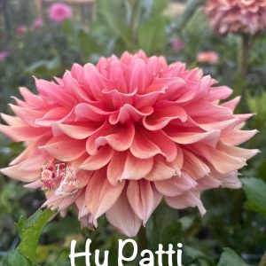 Hy Patti
