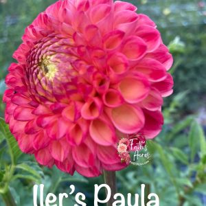 Iler's Paula