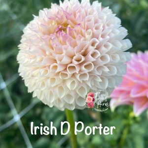 Irish D Porter