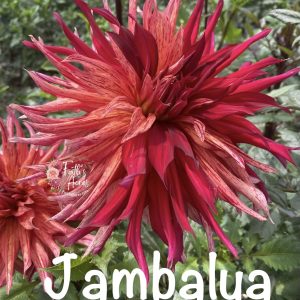 Jambalya