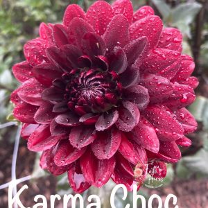 Karma Choc