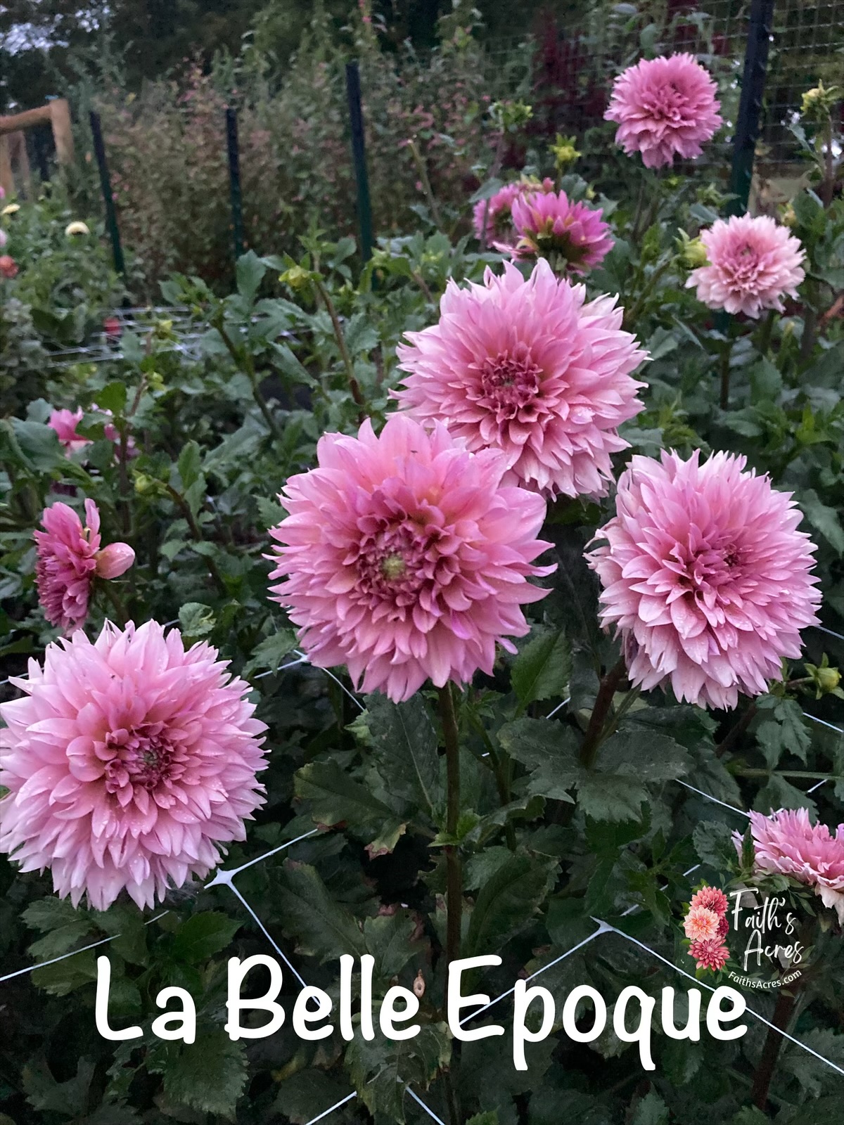 La Belle Epoque - Image 6