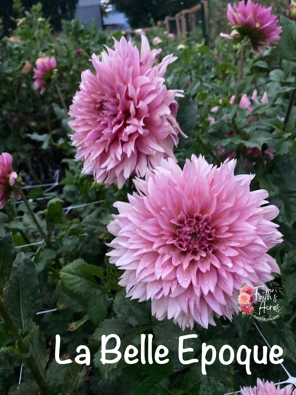 La Belle Epoque - Image 5