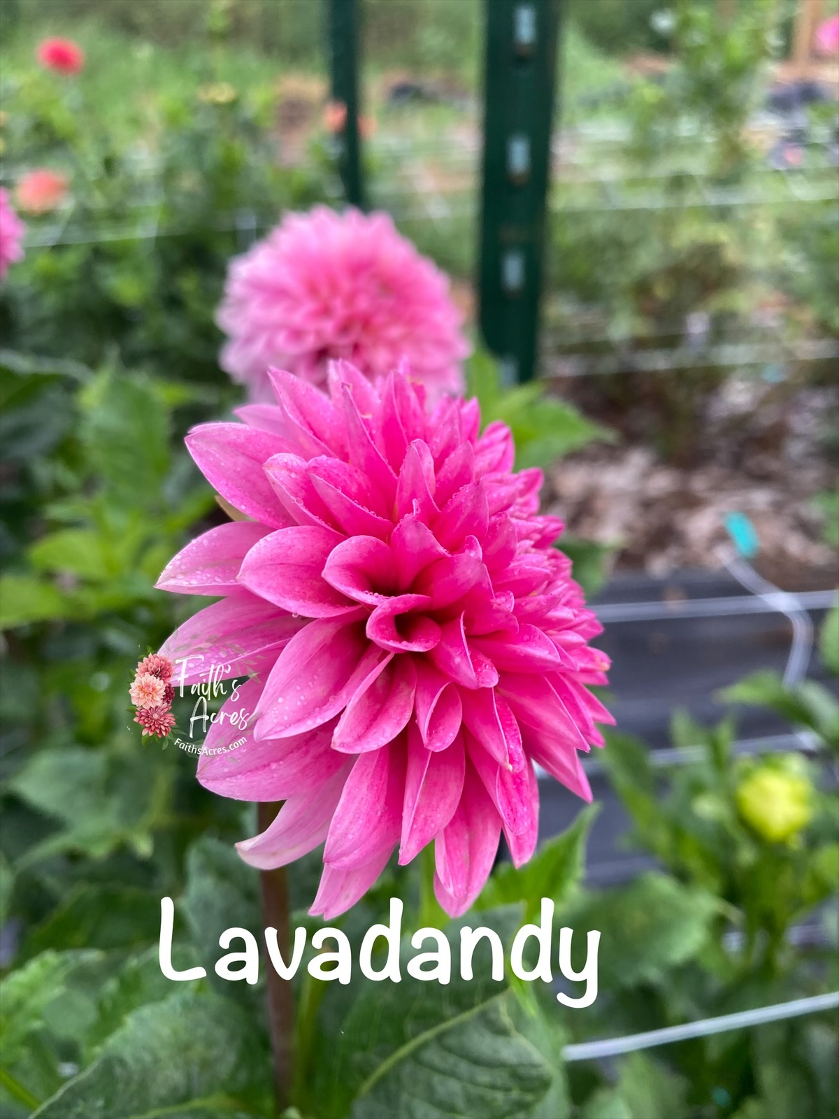Lavadandy - Image 2