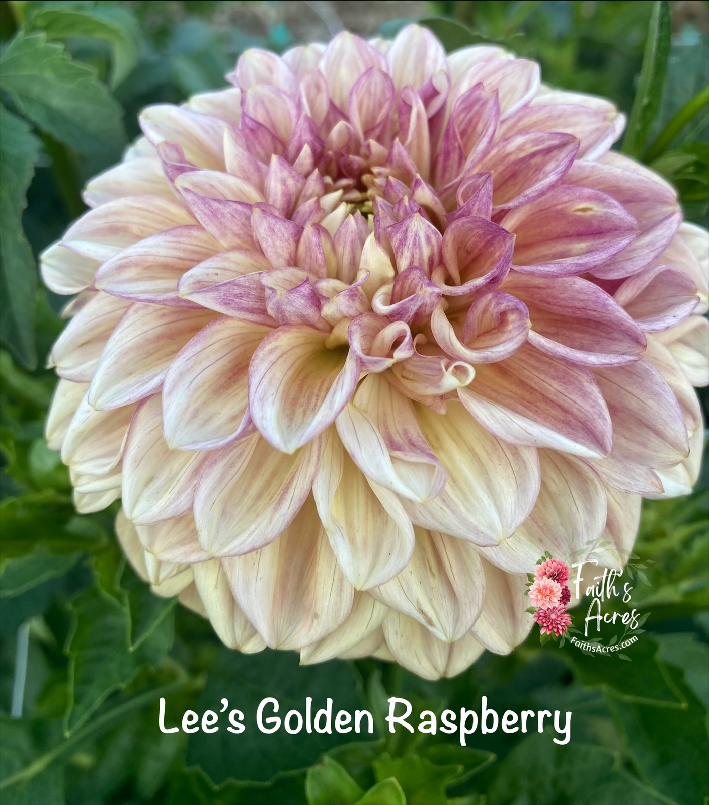 Lee's Golden Raspberry - Image 4