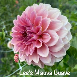 Lee's Mauva Guava