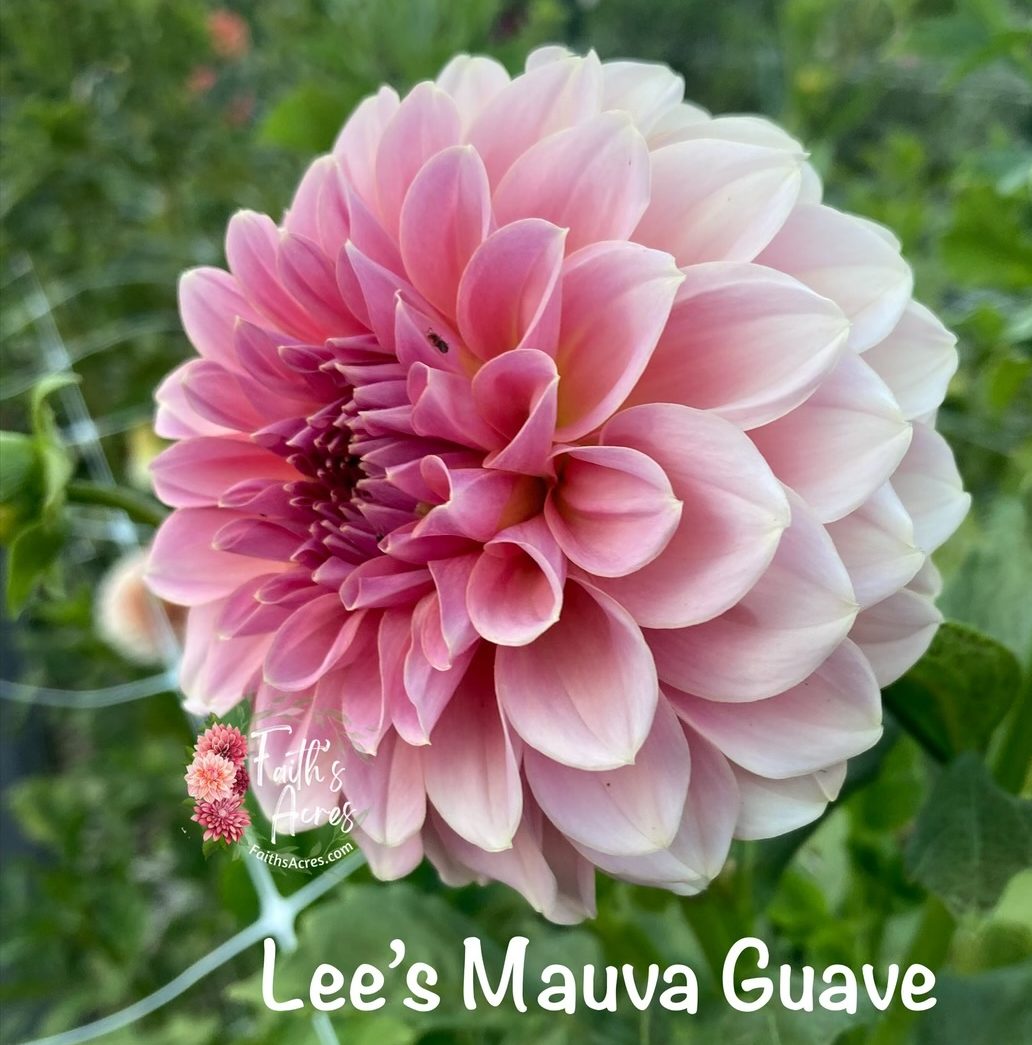 Lee's Mauva Guava
