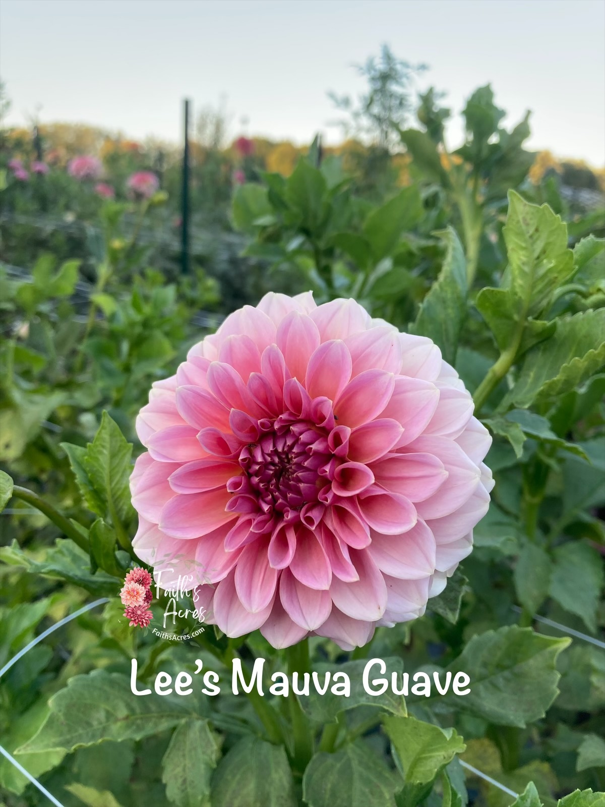 Lee's Mauva Guava - Image 4