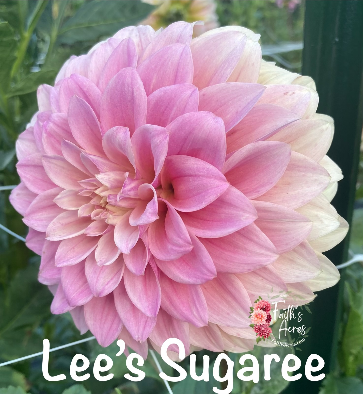 Lee's Sugaree - Image 4