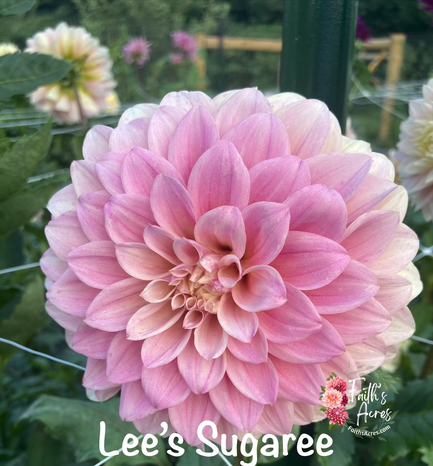 Lee's Sugaree - Image 3