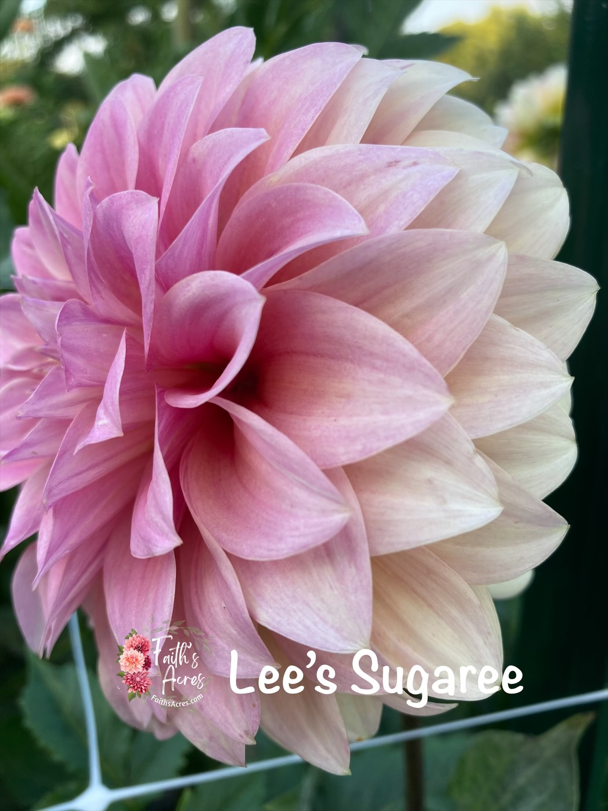 Lee's Sugaree - Image 2