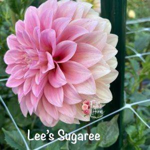 Lee's Sugaree